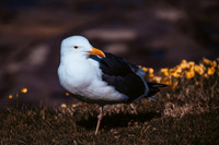 Wildlife